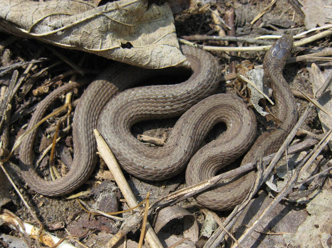 Northern Brown Snake